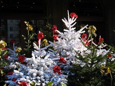 gal/noel/IMG_0153.jpg