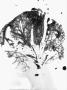 gal/photogramme/_thb_agnes2.jpg